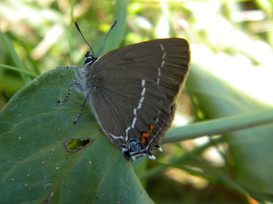 Satyrium spini